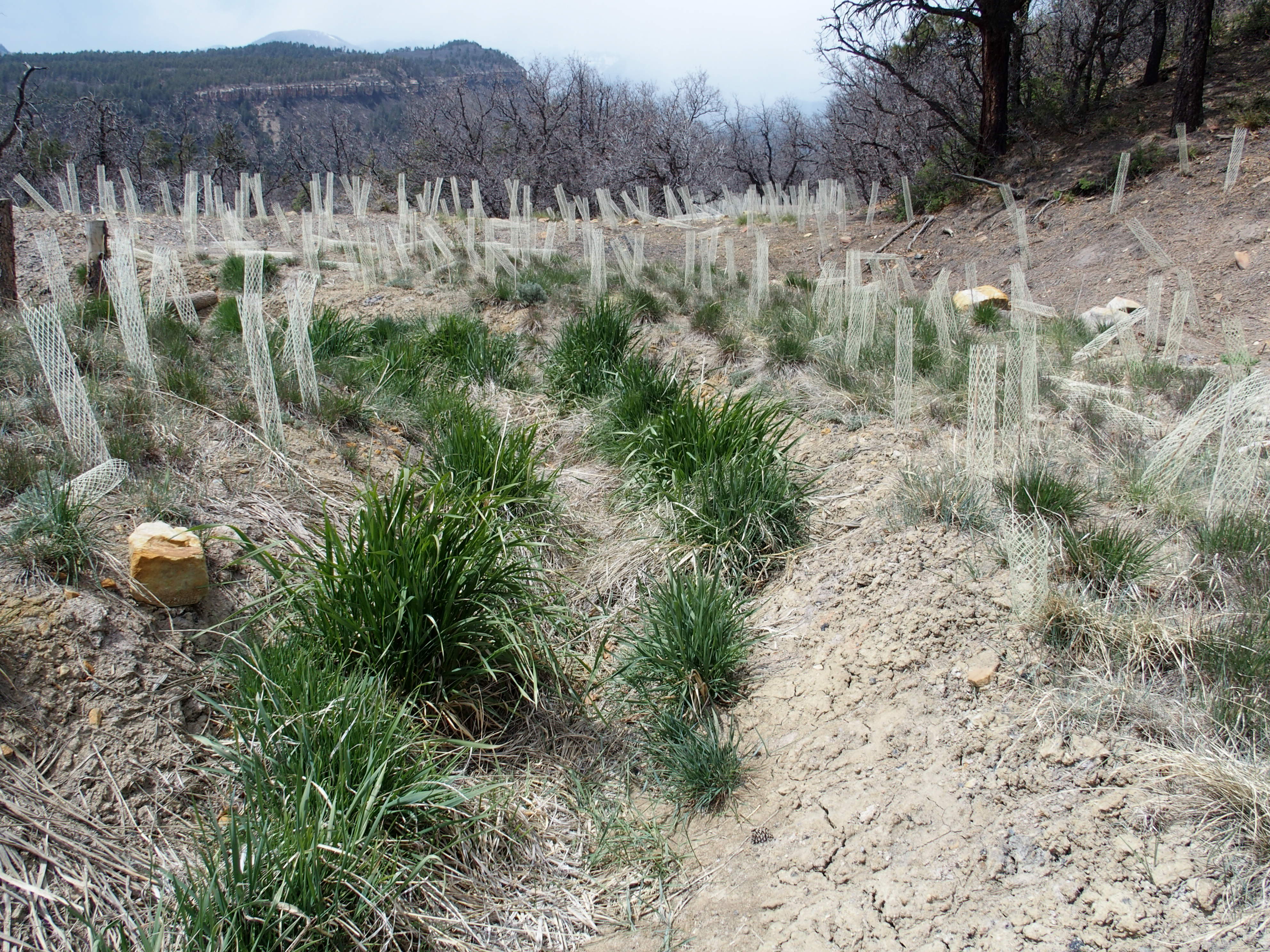 An example of the terracing used to minimize erosion