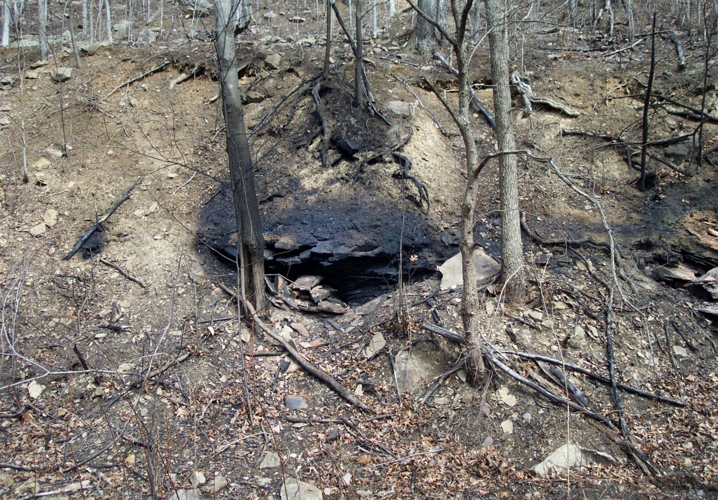 This image shows several openings along the outcrop of a burning coal seam.  Scorch marks distinctly show there the portal and vents are located against the brown background of the forest.