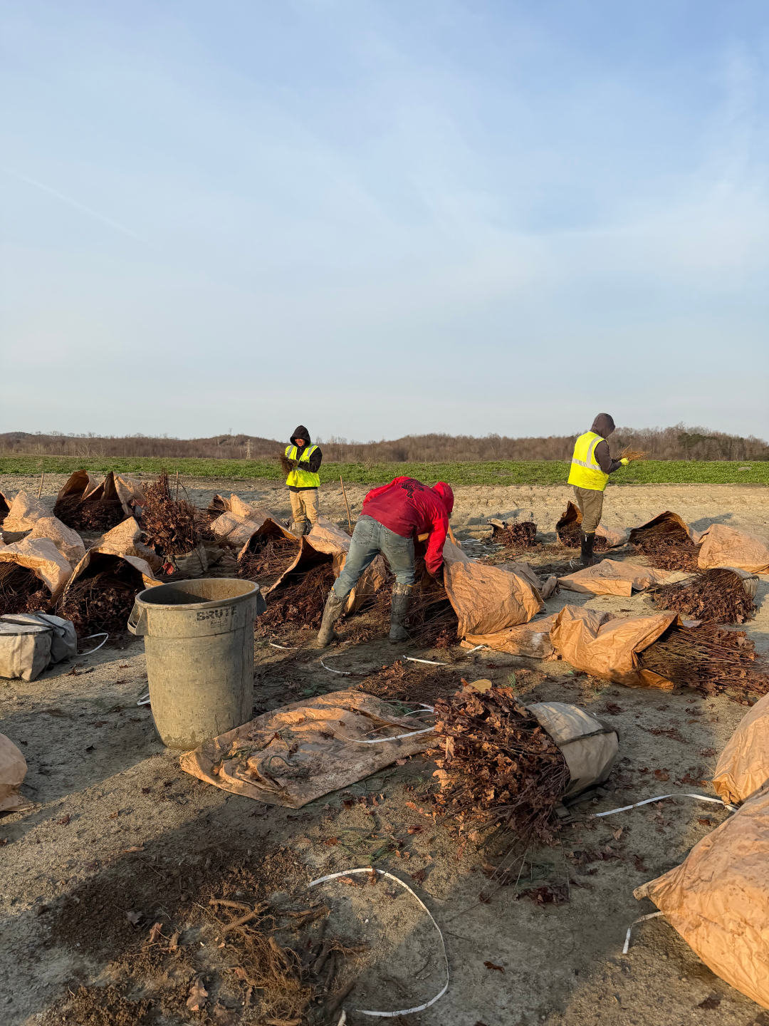 tree planting