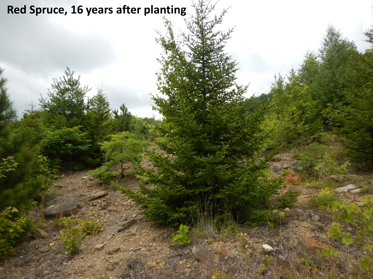 Red Spruce on the Kempton Refuse AML Project, WV 16 years after planting.